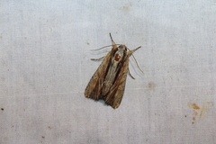 Apamea verbascoides