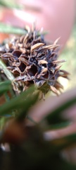 Adelges abietis