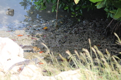 Sciurus yucatanensis