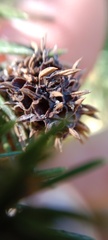 Adelges abietis