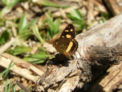 Telenassa berenice