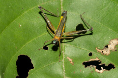 Eumastax