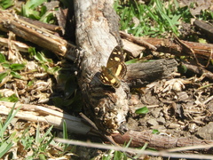 Telenassa berenice
