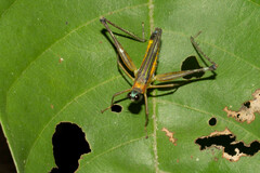 Eumastax