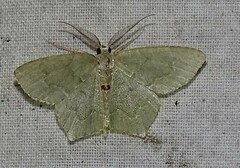 Chloropteryx tepperaria