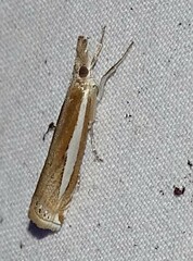 Crambus praefectellus