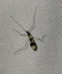 Erioptera venusta