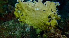 Millepora complanata