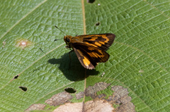 Taractrocerini