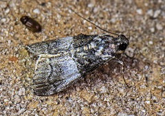 Pococera asperatella