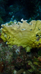 Millepora complanata