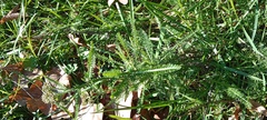 Achillea millefolium