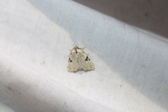 Leuconycta diphteroides