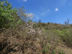 Vernonanthura squamulosa