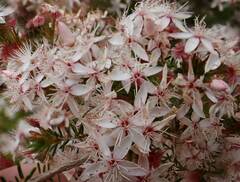 Calytrix