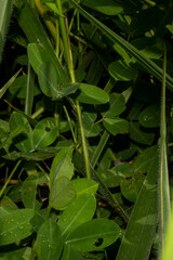 Arachis pintoi