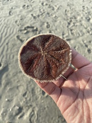 Echinoidea