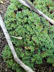 Azolla