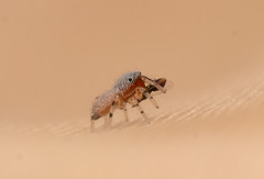 Tutelina