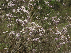 Vernonanthura squamulosa