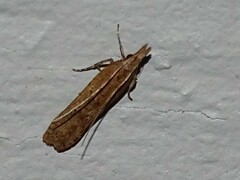 Dichomeris ligulella