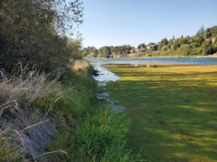 Azolla