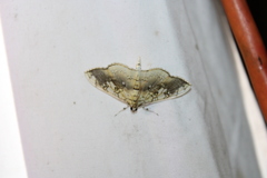 Pantographa limata