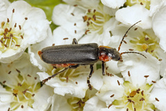 Cantharis fusca
