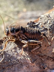 Cyphoderris