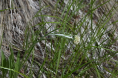 Antennaria anaphaloides