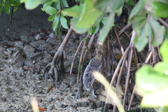 Sciurus yucatanensis
