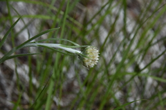 Antennaria anaphaloides