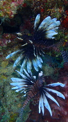 Pterois volitans