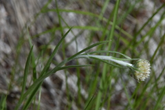 Antennaria anaphaloides