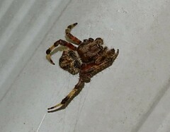 Neoscona domiciliorum