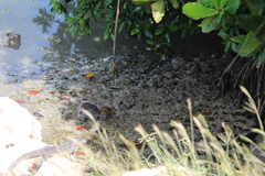 Sciurus yucatanensis