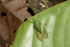 Dictyopharidae