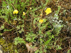 Cladonia foliacea