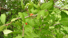 Xylosma flexuosa