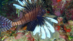 Pterois volitans