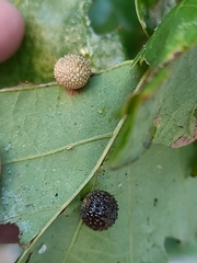 Acraspis quercushirta