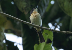 Myiagra galeata