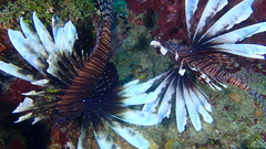 Pterois volitans