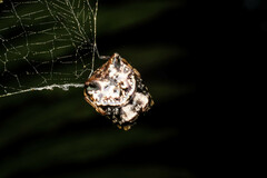 Aspidolasius branicki