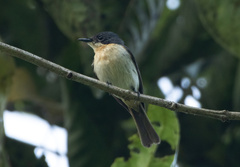 Myiagra galeata