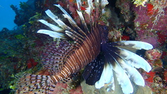 Pterois volitans