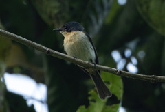 Myiagra galeata