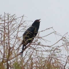 Eudynamys orientalis