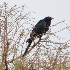 Eudynamys orientalis