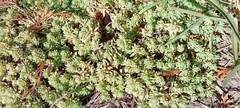 Sedum pallidum
